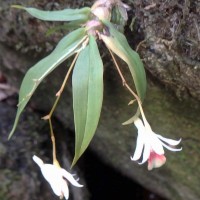 Dendrobium panduratum subsp. panduratum Lindl.